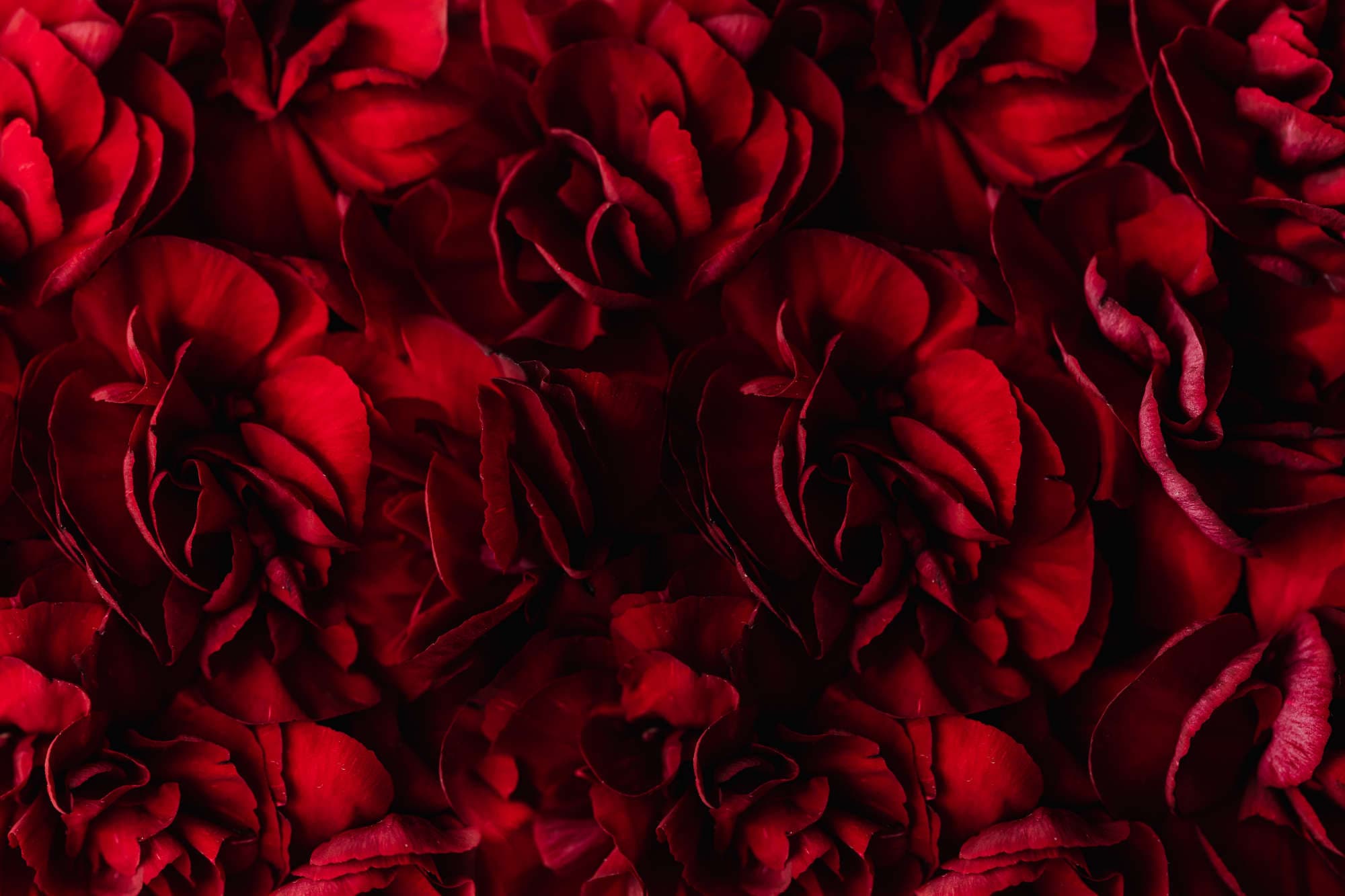 Roses background